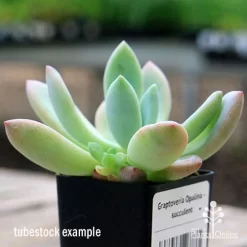 Graptoveria Opalina - Succulent -Eco Garden Shop apo opalina tubestock colours
