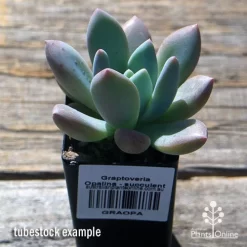 Graptoveria Opalina - Succulent -Eco Garden Shop apo opalina tubestock 1