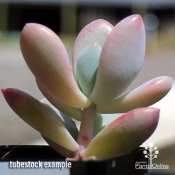 Graptoveria Opalina - Succulent -Eco Garden Shop apo opalina tubestock 2