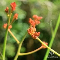 Anigozanthos Orange Cross - Kangaroo Paw -Eco Garden Shop apo orange cross kangaroo paw buds