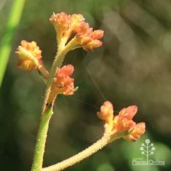 Anigozanthos Orange Cross - Kangaroo Paw -Eco Garden Shop apo orange cross kangaroo paw buds2