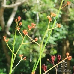 Anigozanthos Orange Cross - Kangaroo Paw -Eco Garden Shop apo orange cross kangaroo paw buds3