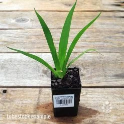 Anigozanthos Orange Cross - Kangaroo Paw -Eco Garden Shop apo orange cross kangaroo paw tubestock