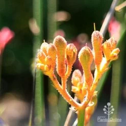 Eco Garden Shop -Eco Garden Shop apo orange cross paws sunlit