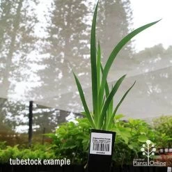 Anigozanthos Orange Cross - Kangaroo Paw -Eco Garden Shop apo orange cross tubestock