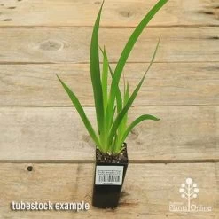 Anigozanthos Orange Cross - Kangaroo Paw -Eco Garden Shop apo orange cross tubestock top