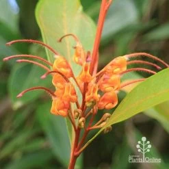Grevillea Orange Marmalade 29 Grevillea Orange Marmalade -Eco Garden Shop apo orange marmalade flower closeup