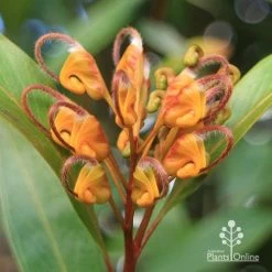 Grevillea Orange Marmalade 25 Grevillea Orange Marmalade -Eco Garden Shop apo orange marmalade flower july