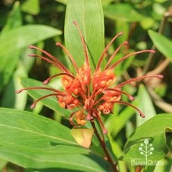 Grevillea Orange Marmalade 31 Grevillea Orange Marmalade -Eco Garden Shop apo orange marmalade grevillea flower above