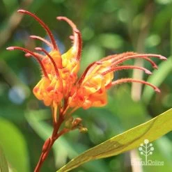 Grevillea Orange Marmalade 34 Grevillea Orange Marmalade -Eco Garden Shop apo orange marmalade grevillea flower opening