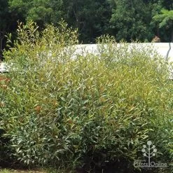 Grevillea Orange Marmalade 33 Grevillea Orange Marmalade -Eco Garden Shop apo orange marmalade in nursery
