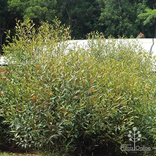 Grevillea Orange Marmalade 15 Grevillea Orange Marmalade - Image 15