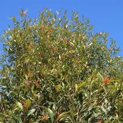 Grevillea Orange Marmalade 22 Grevillea Orange Marmalade -Eco Garden Shop apo orange marmalade nursery bank2