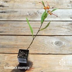 Grevillea Orange Marmalade 32 Grevillea Orange Marmalade -Eco Garden Shop apo orange marmalade tubetock flowering