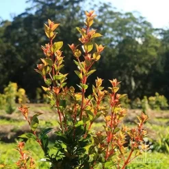 Syzygium Orange Twist - Lilly Pilly -Eco Garden Shop apo orange twist nursery