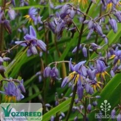 Dianella Little Jess