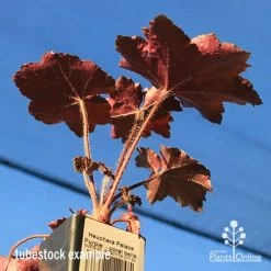 Heuchera Palace Purple - Coral Bells -Eco Garden Shop apo palace purple colour beneath
