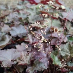 Heuchera Palace Purple - Coral Bells