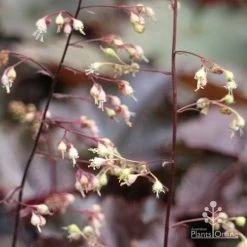 Heuchera Palace Purple - Coral Bells -Eco Garden Shop apo palace purple heuchera flowers