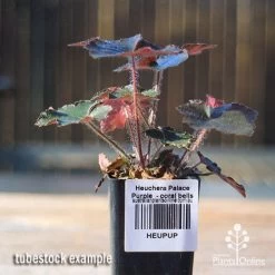 Heuchera Palace Purple - Coral Bells -Eco Garden Shop apo palace purple tubestock