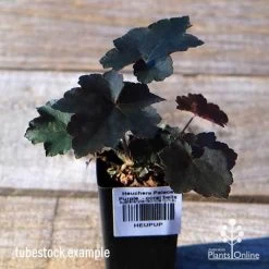 Heuchera Palace Purple - Coral Bells -Eco Garden Shop apo palace purple tubestock top