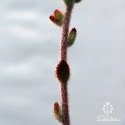 Kalanchoe Tomentosa – Panda Plant - Succulent 11 Kalanchoe Tomentosa – Panda Plant - Succulent - Image 11