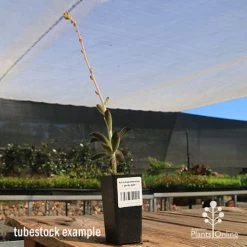 Kalanchoe Tomentosa – Panda Plant - Succulent 15 Kalanchoe Tomentosa – Panda Plant - Succulent -Eco Garden Shop apo panda plant tubestock tall