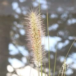 Pennisetum Alopecuroides - Swamp Fountain Grass -Eco Garden Shop apo pennisetum alopec awn 2