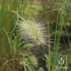 Pennisetum Alopecuroides - Swamp Fountain Grass -Eco Garden Shop apo pennisetum alopec awn