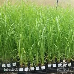 Pennisetum Alopecuroides - Swamp Fountain Grass -Eco Garden Shop apo pennisetum alopecuroides large