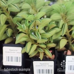Peperomia Dolabriformis - Prayer Pepper - Succulent -Eco Garden Shop apo peperomia dolab tubestock