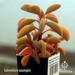 Peperomia Dolabriformis - Prayer Pepper - Succulent -Eco Garden Shop apo peperomia dolabrifolia winter colour