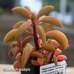 Peperomia Dolabriformis - Prayer Pepper - Succulent -Eco Garden Shop apo peperomia dolabriformis winter colour