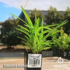 Dianella Petite Marie -Eco Garden Shop apo petite marie dianella tubestock