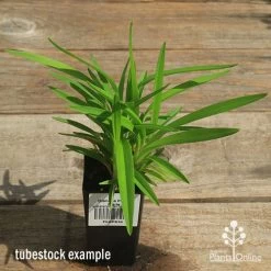 Dianella Petite Marie -Eco Garden Shop apo petite marie dianella tubestock top