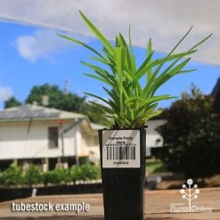 Dianella Petite Marie -Eco Garden Shop apo petite marie dianella tubestock2