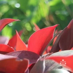 Philodendron Prince Of Orange 11 Philodendron Prince Of Orange -Eco Garden Shop apo philo prince of orange leaf