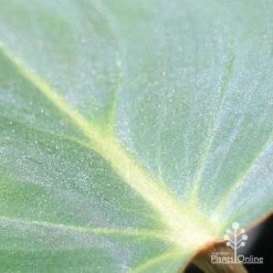 Philodendron Gloriosum - Velvet Philodendron -Eco Garden Shop apo philodendron gloriosum glittery