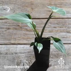 Philodendron Gloriosum - Velvet Philodendron -Eco Garden Shop apo philodendron gloriosum tubestock