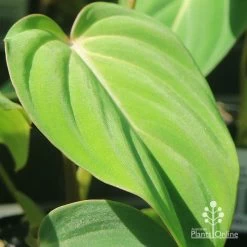 Philodendron Gloriosum - Velvet Philodendron -Eco Garden Shop apo philodendron gloriosum velvety