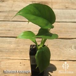 Philodendron Minima - Mini Monstera -Eco Garden Shop apo philodendron minima tubestock