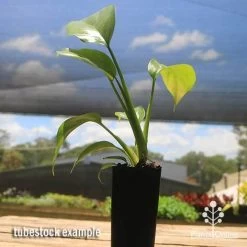 Philodendron Minima - Mini Monstera -Eco Garden Shop apo philodendron minima tubestock2