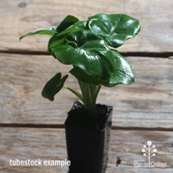 Philodendron Super Atom -Eco Garden Shop apo philodendron super atom tubestock