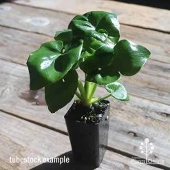 Philodendron Super Atom -Eco Garden Shop apo philodendron super atom tubestock2