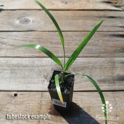 Phoenix Roebelenii - Dwarf Date Palm -Eco Garden Shop apo phoenix palm tubestock top 1