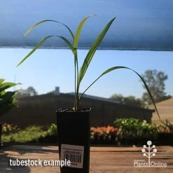 Phoenix Roebelenii - Dwarf Date Palm -Eco Garden Shop apo phoenix palm tubestock 1