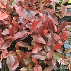 Photinia Black Jack -Eco Garden Shop apo photinia black jack