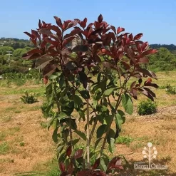 Photinia Black Jack -Eco Garden Shop apo photinia black jack bush