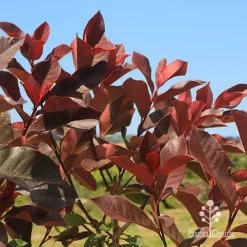 Photinia Black Jack