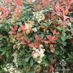 Photinia Red Robin -Eco Garden Shop apo photinia flowers red leaves